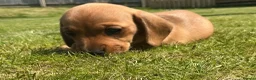 Miniature Dachshund dogs for sale: KC REG Miniature dachshunds. Council licensed in Airdrie - Advert 1