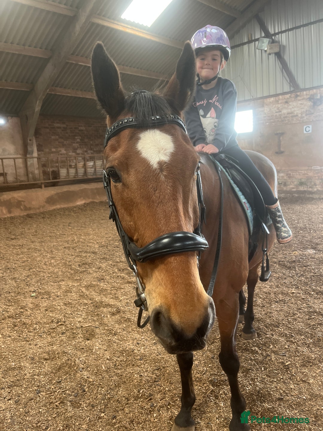 Irish Thoroughbred horses for sale: Quite 15’1hh thoroughbred for full/part loan - Image 3