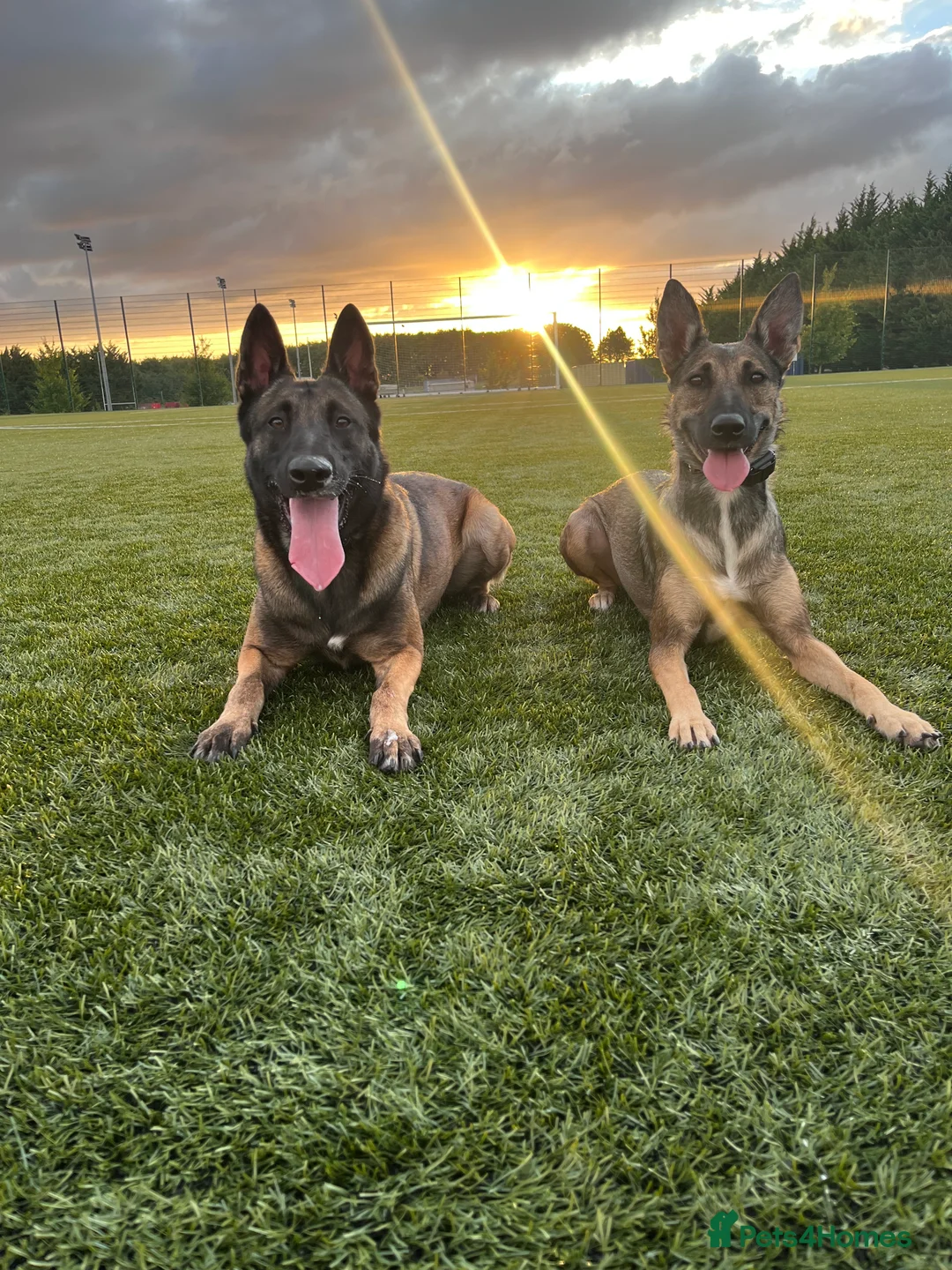 Belgian Shepherd Dog dogs for sale: Nelly the Mali - Advert 4