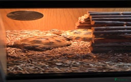 Tortoise reptiles for sale: Horsefield tortoises  - Advert 3