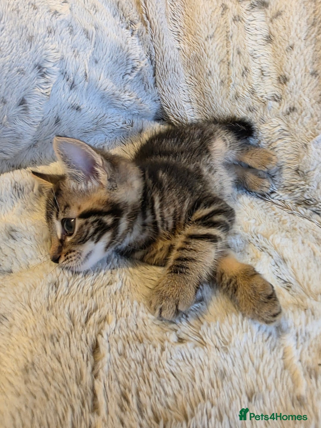 Mixed Breed cats for sale: 2 Male Stripy Kitten's - Advert 29