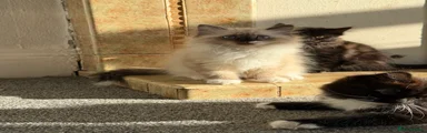 Mixed Breed 2
