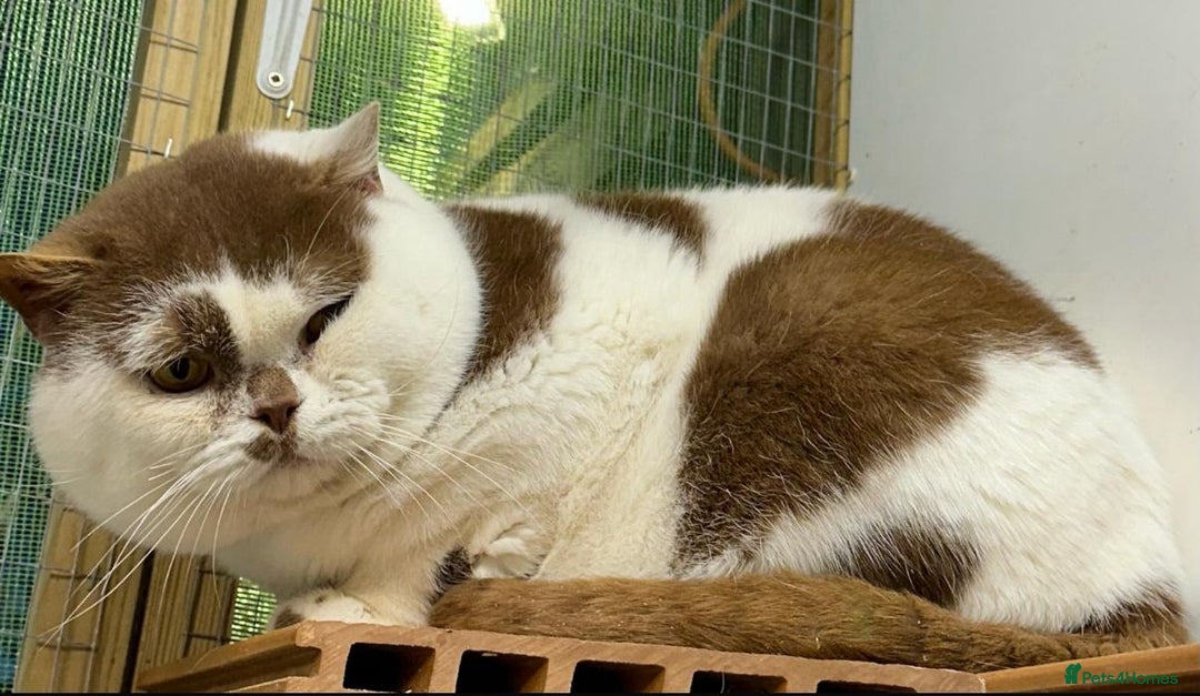 British Shorthair cats for sale: 😍 READY NOW gccf reg British shorthair kittens - Advert 11