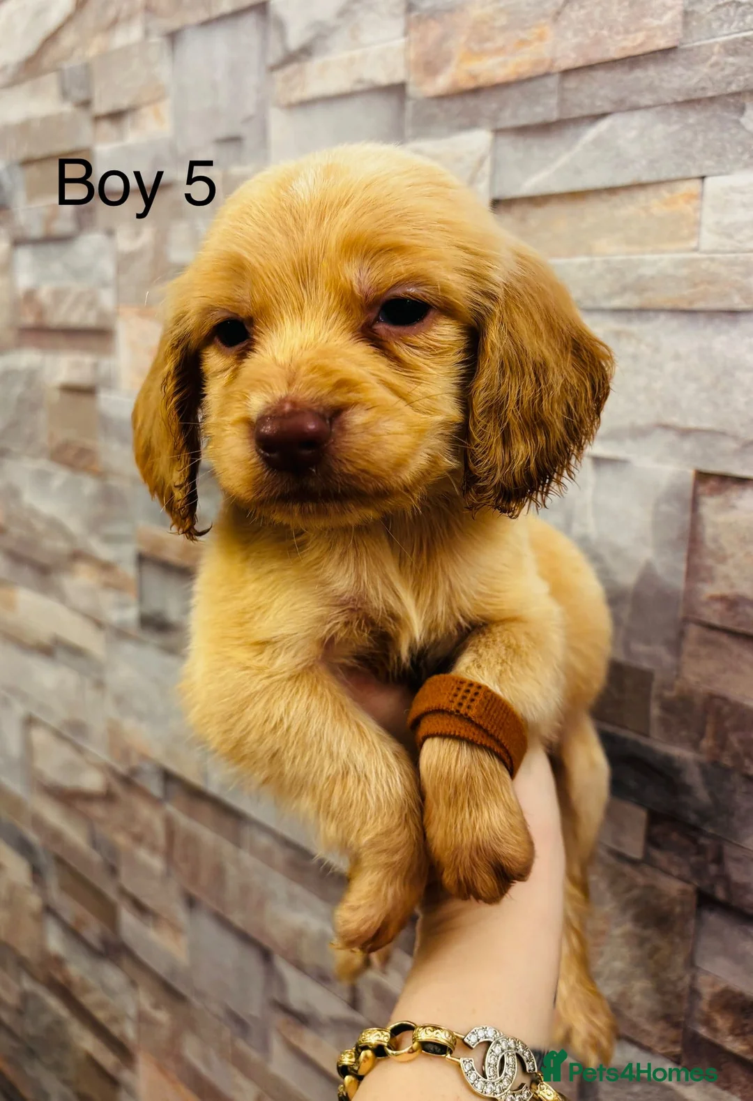 Cockapoo dogs for sale: adorable cockapoo puppies  - Advert 9