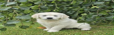 Golden Retriever 2