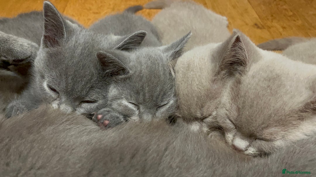 British Shorthair cats for sale: One beautiful lilac boy looking for a new home - Image 11