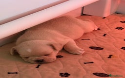 French Bulldog dogs for sale: French Bulldog Puppies - Advert 7