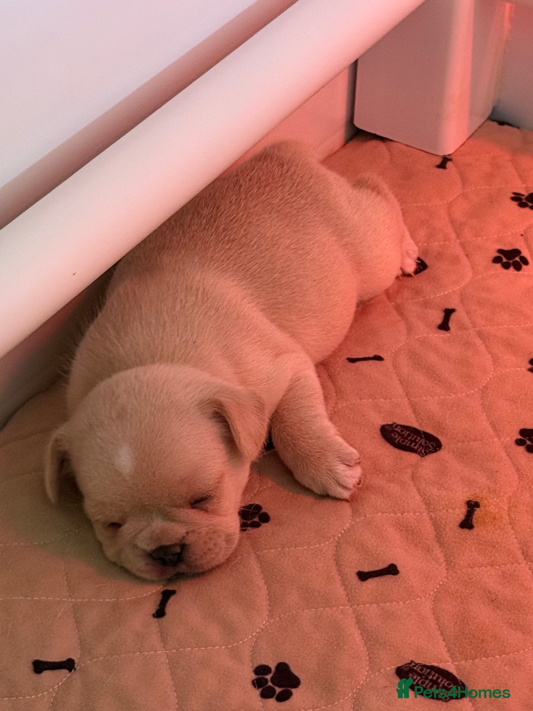 French Bulldog dogs for sale: French Bulldog Puppies - Advert 7