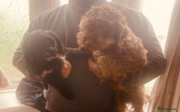 Cockapoo dogs for sale: 🐾 Beautiful Cockapoo Puppy – 1 girl  - Advert 9