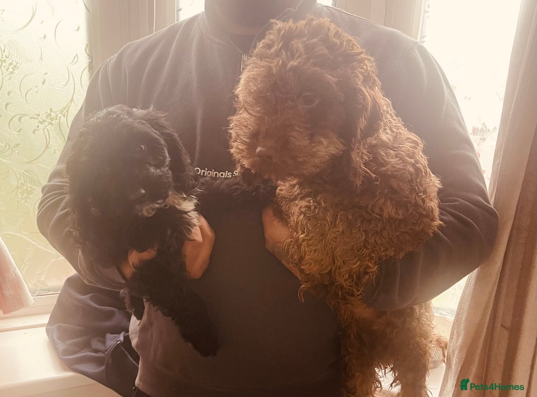 Cockapoo dogs for sale: 🐾 Beautiful Cockapoo Puppy – 1 girl  - Advert 9