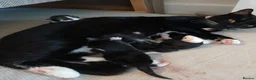 Mixed Breed cats for sale: Litter of 4 kittens in Colchester - Advert 1