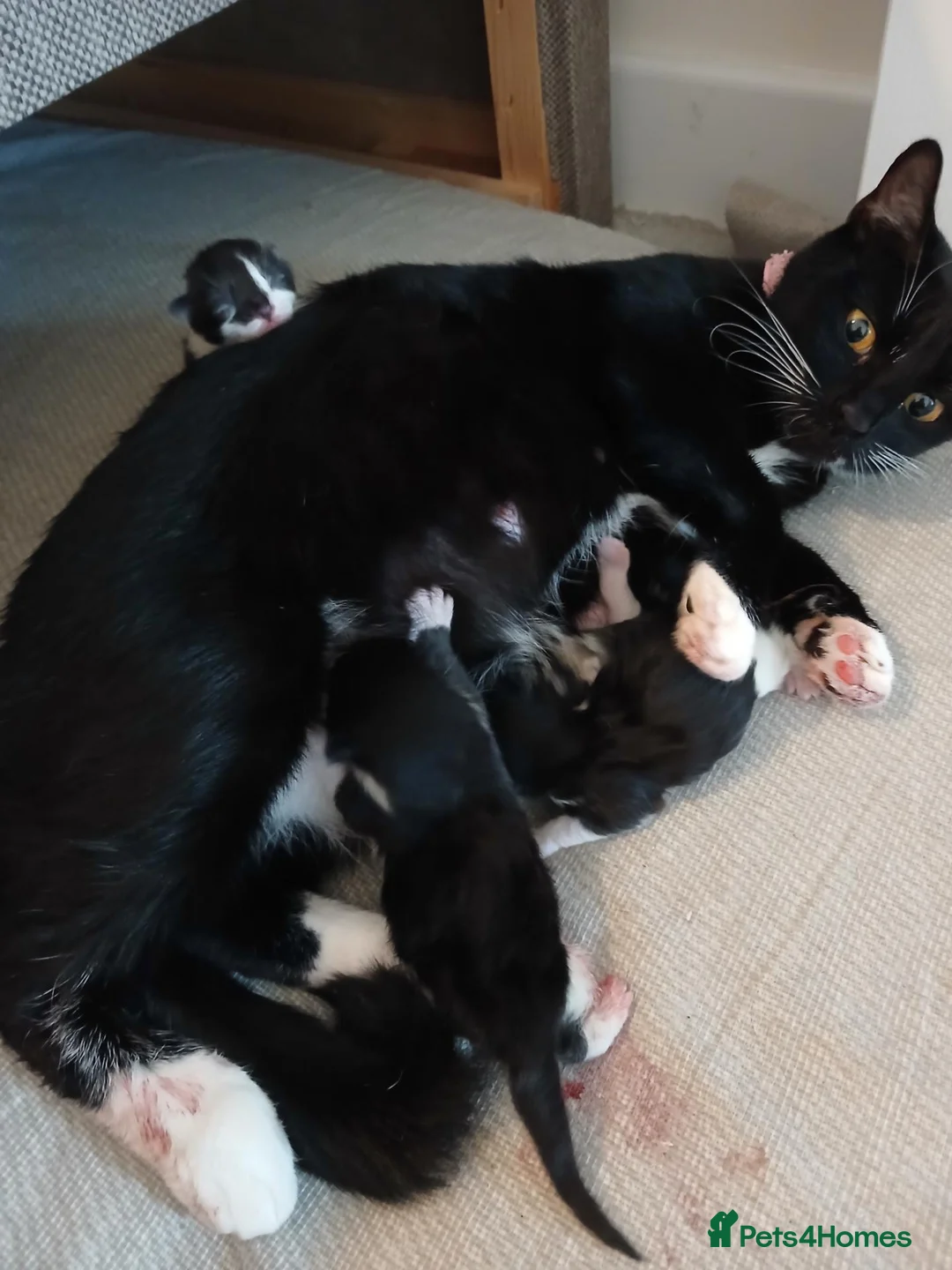 Mixed Breed cats for sale: Litter of 4 kittens in Colchester - Advert 1
