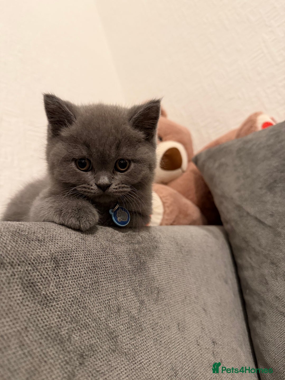 British Shorthair cats for sale: 3 British Shorthair Boys   - Advert 8