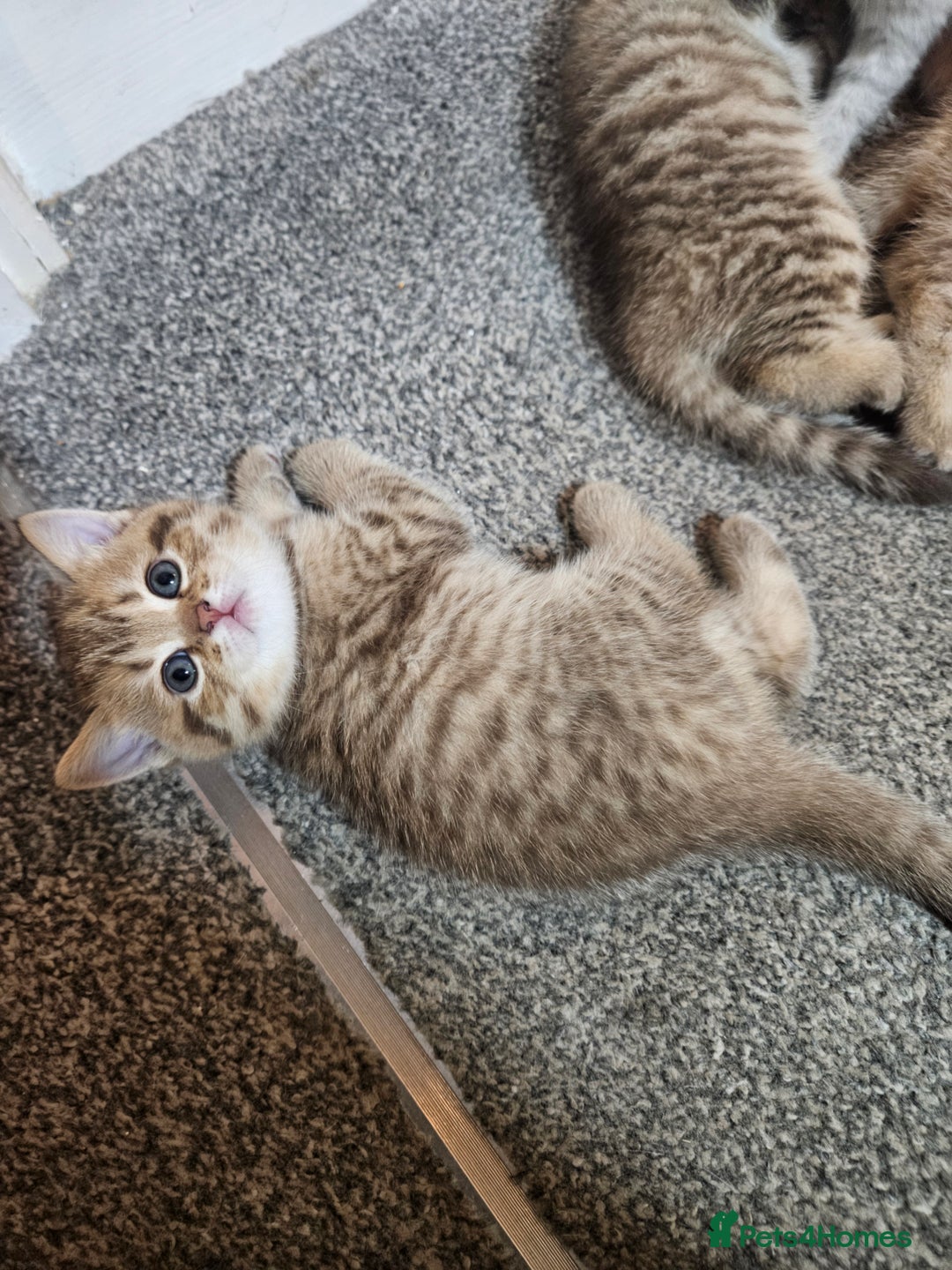 British Shorthair cats for sale: British Shorthair kittens! MALE BACK AVAILABLE!  - Advert 22
