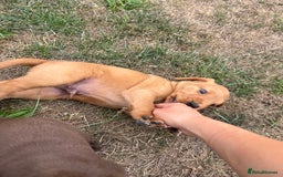 Cockerdor dogs for sale: One boy cockerdor puppy-Ready to go this weekend  - Image 17