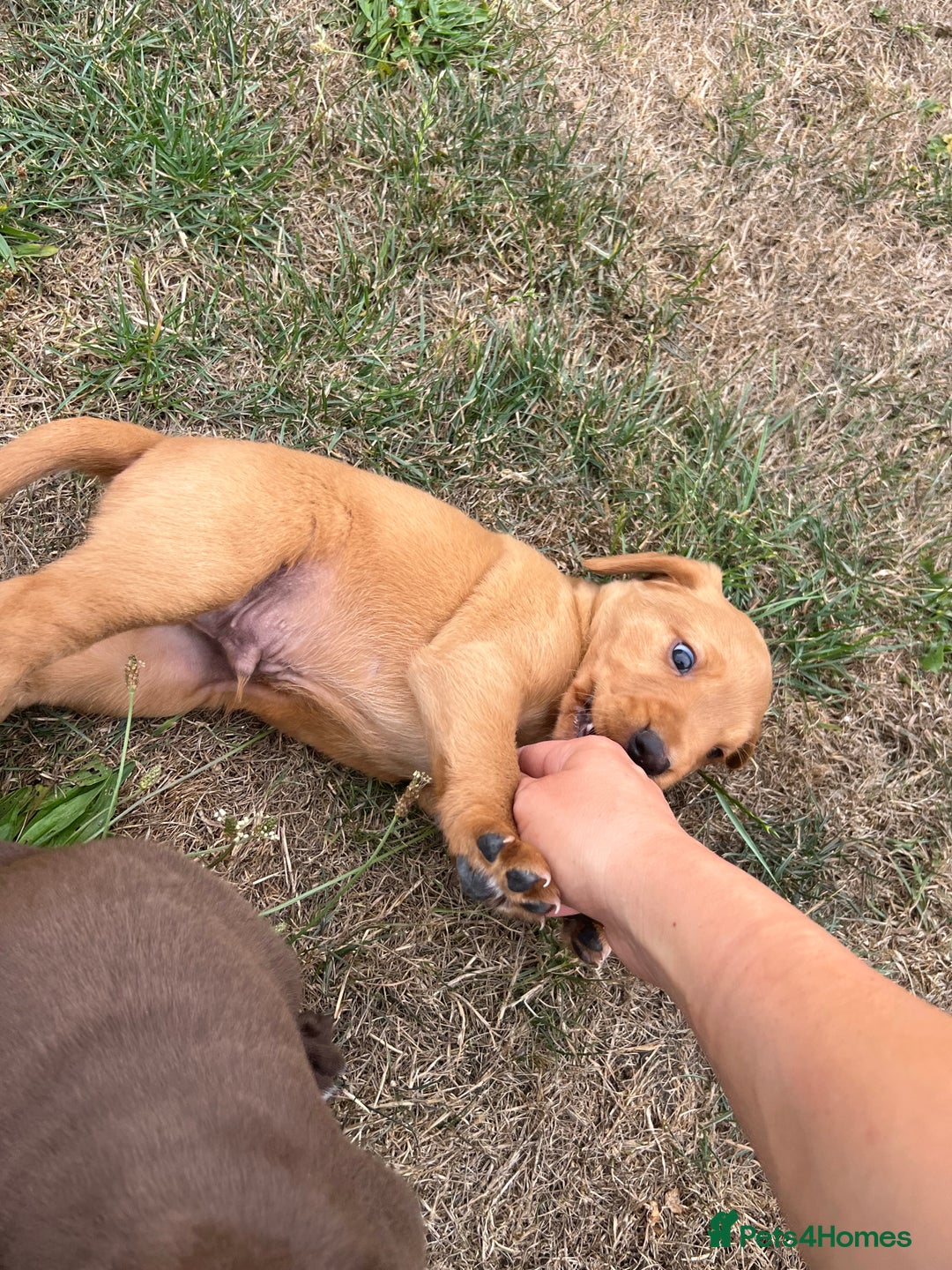 Cockerdor dogs for sale: One boy cockerdor puppy-Ready to go this weekend  - Image 17