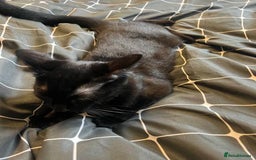 British Longhair cats for sale: 2 kittens 2-3 months old - Image 2