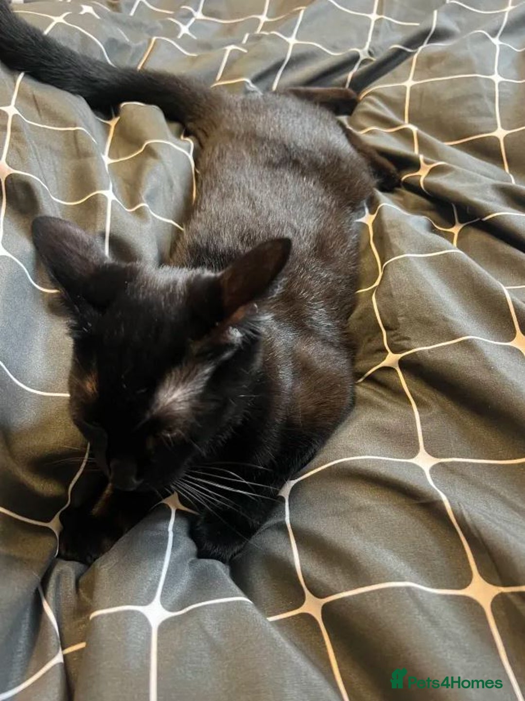 British Longhair cats for sale: 2 kittens 2-3 months old - Image 2