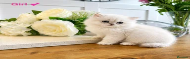 Persian Kitten 6