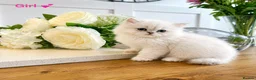 Persian cats for sale: 💕 Doll faced Persian kittens 💕 - Advert 7