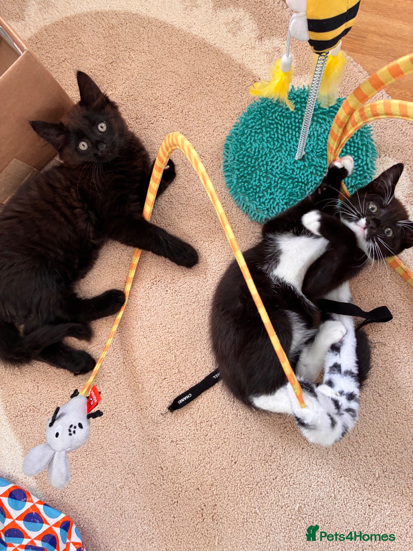 Mixed Breed cats Kittens for sale  - Advert 3
