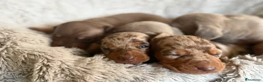 Miniature Dachshund 3