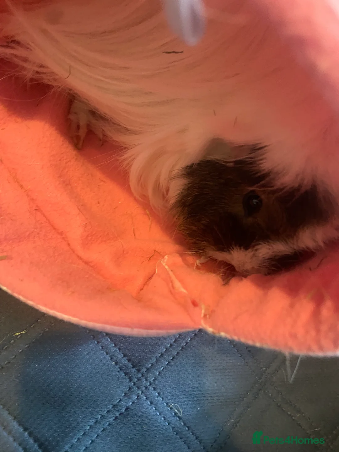 Mixed Breed rodents for sale: Trio of female Guinea pigs  - Advert 5