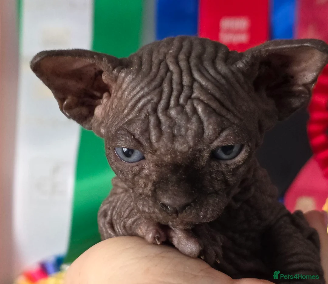 Sphynx cats for sale: FIFe registered Black stunning kittens - Advert 12