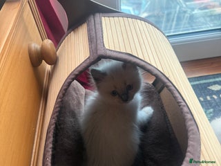 Ragdoll cats READY 23/01/2026 - Ragdoll Kittens Rare colourings - Advert 9