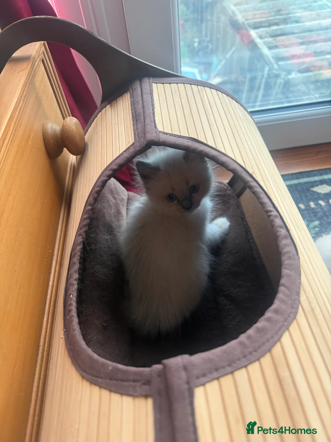 Ragdoll cats for sale: Fully vaccinated, vet checked V cuddly Ragdoll boy - Advert 4