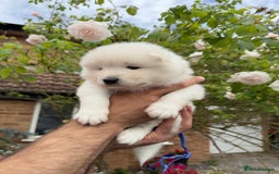 Samoyed dogs for sale: Stunning KC Registered Samoyed Puppies  - Image 8