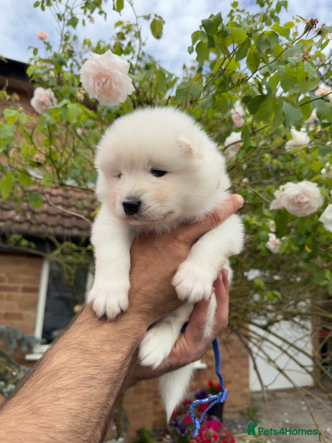 Samoyed dogs for sale: Stunning KC Registered Samoyed Puppies  - Image 8