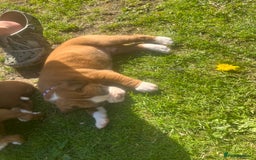 Boxer dogs for sale: Stunning Kc Boxer Puppies - Image 27