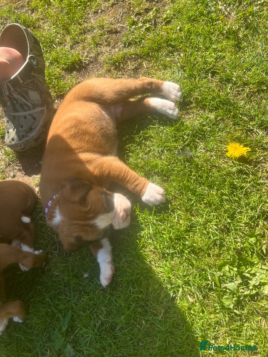 Boxer dogs for sale: Stunning Kc Boxer Puppies - Image 27