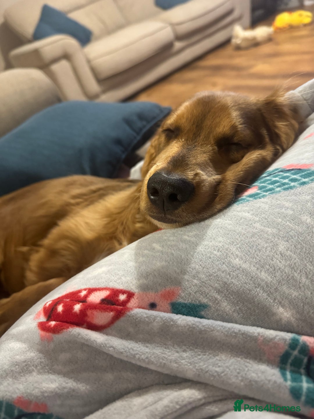 Cocker Spaniel dogs for sale: Forever Home Wanted for Our puppy, Bailey - Advert 6