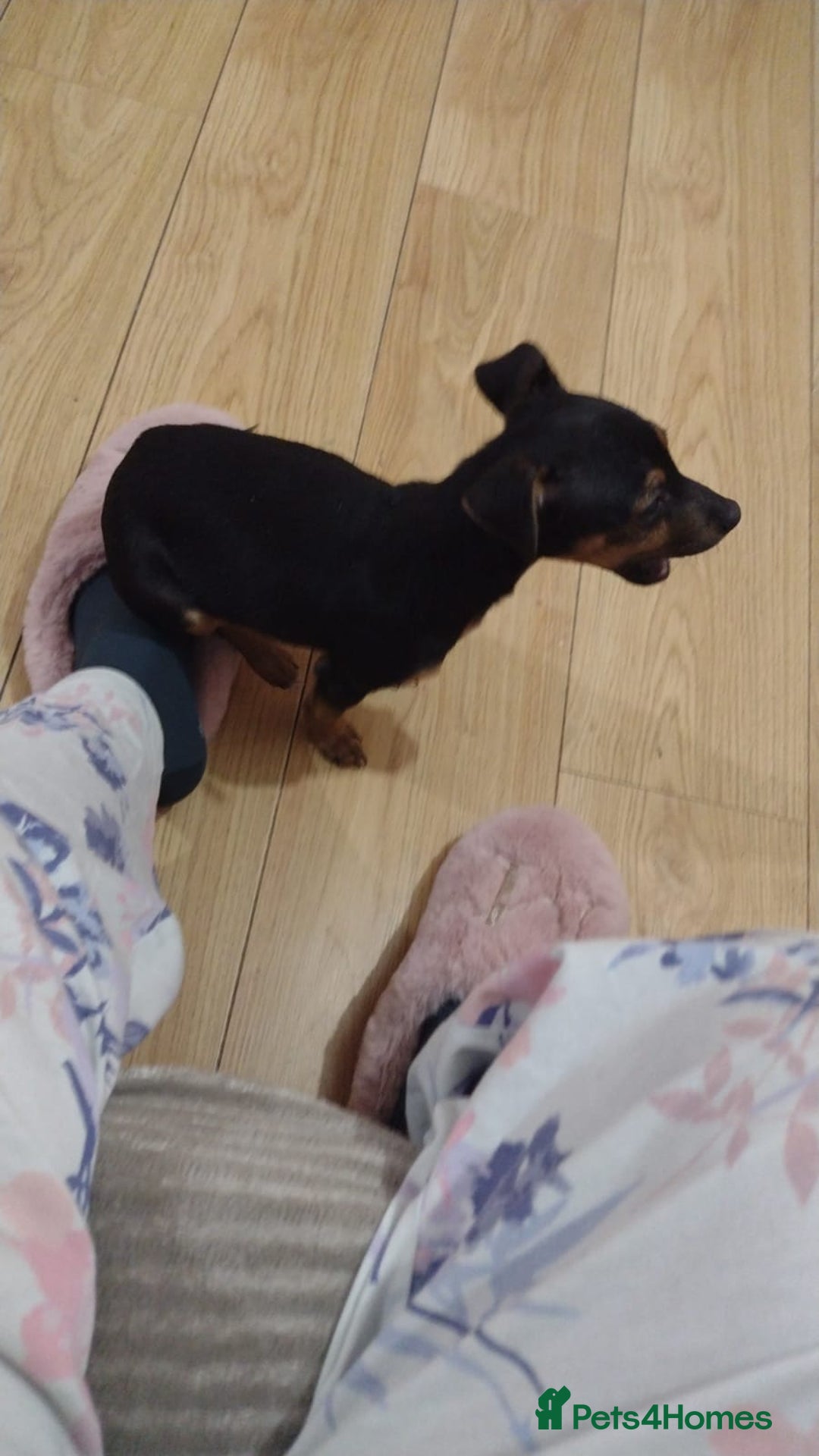 Jack Russell dogs for sale: Gorgeous Jack Russell girl puppy - Advert 5