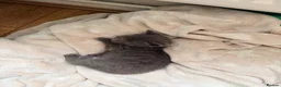American Shorthair cats for sale: Cute black and grey kittens  in Northampton - Advert 27