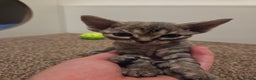 Devon Rex cats for sale: ✨ Beautiful Devon Rex Kittens – GCCF Registered ✨ - Advert 21