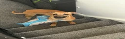 Lurcher dogs for sale: Simba looking for good home - Advert 6