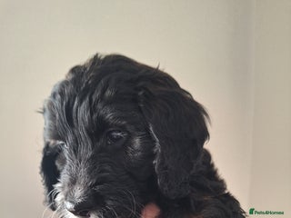 Cockapoo dogs Adorable cockapoo puppies LAST GIRL REMANING - Advert 15