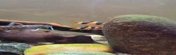 Other/Mixed Breed fish for sale: Siemese Flying Fox and Fish Net Flying Fox - Advert 2