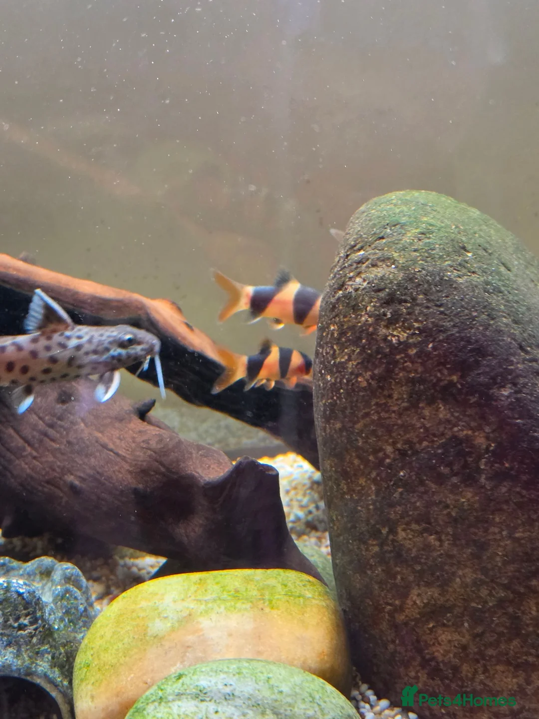 Other/Mixed Breed fish for sale: Siemese Flying Fox and Fish Net Flying Fox - Advert 2