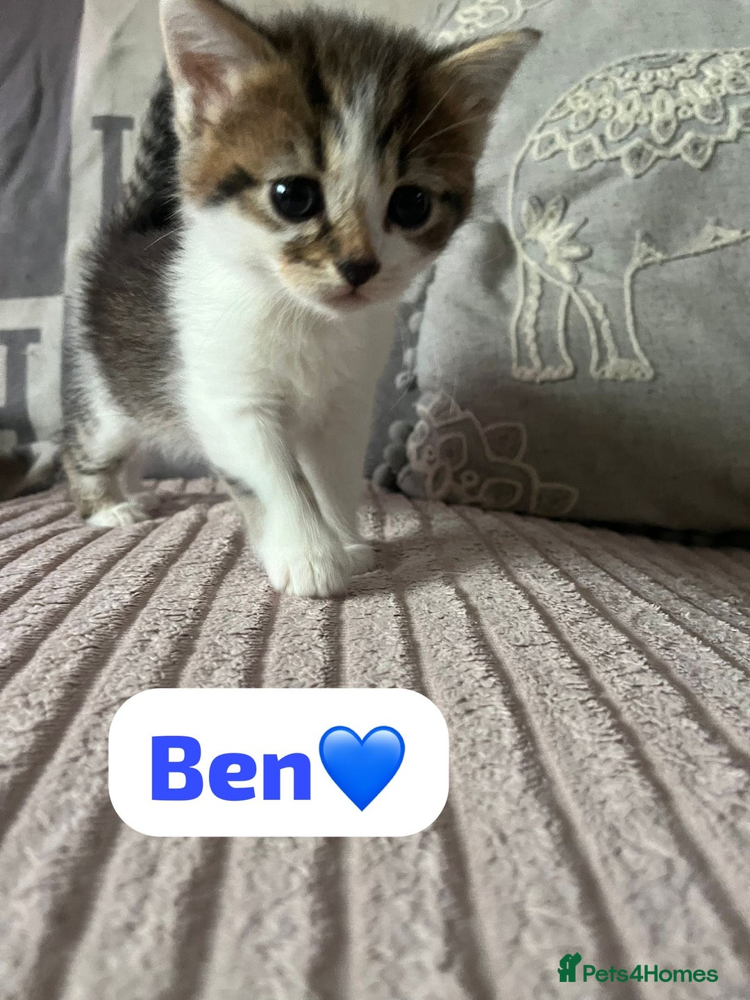 Mixed Breed cats for sale: 7 Beautiful Kittens 🩷💙 - Image 9