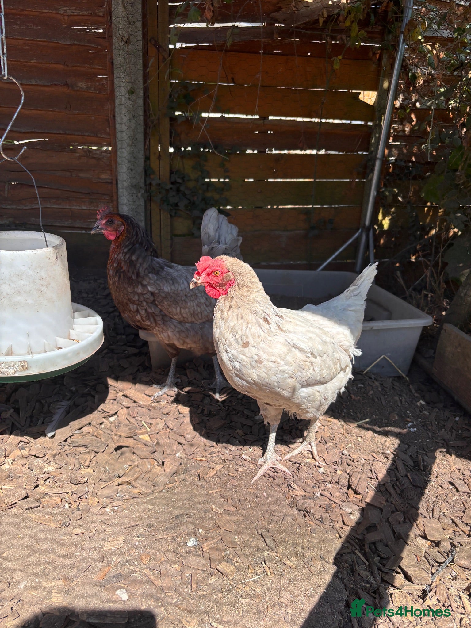 Chickens poultry 2 Chickens for Sale - Advert 15