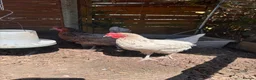 Chickens poultry for sale: 2 Chickens for Sale in Waterlooville - Advert 1