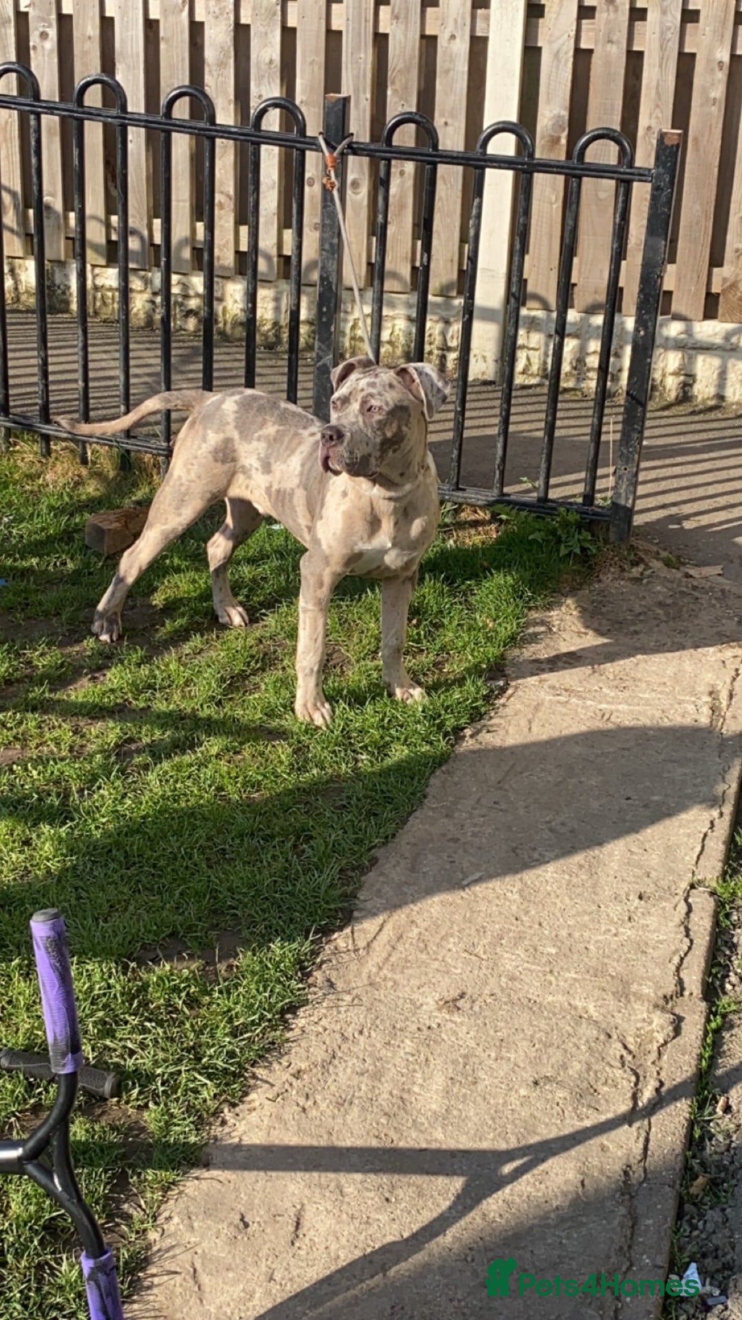 Cane Corso dogs for sale: Merle male cane corsa  - Image 2
