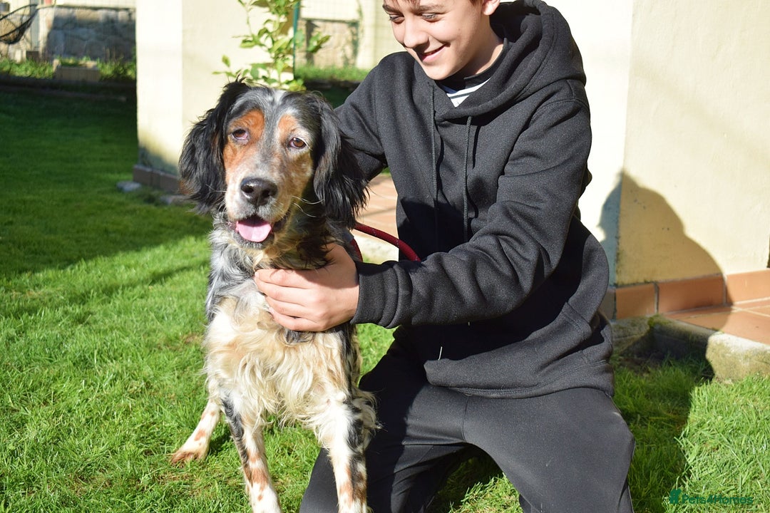 English Setter dogs for adoption: Carina - Advert 2