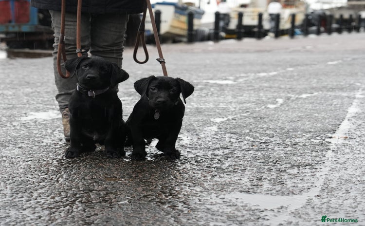 Labrador Retriever dogs Last 2 Black male labrador puppies vaccinated KC  - Advert 3