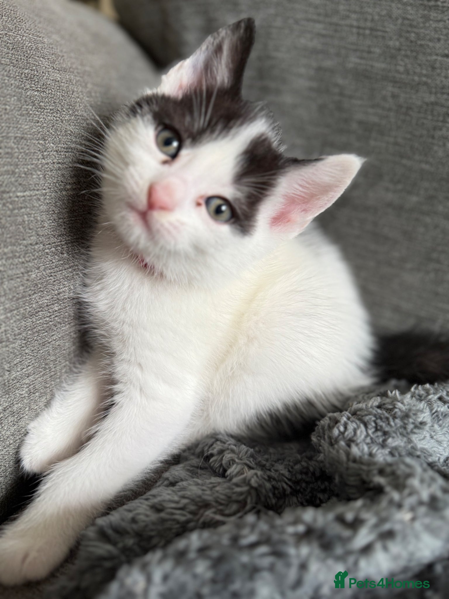 Mixed Breed cats Beautiful kittens  - Advert 18
