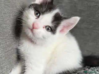 Mixed Breed cats Beautiful kittens - Advert 7